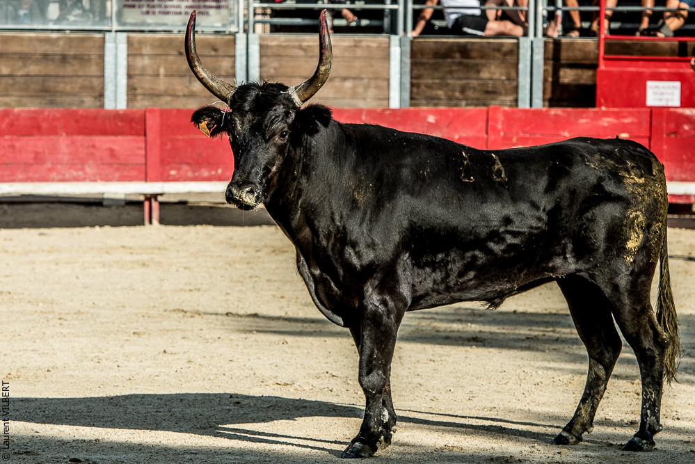 Vendargues 20160722-517