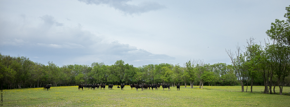 Vinuesa 20140417-0100