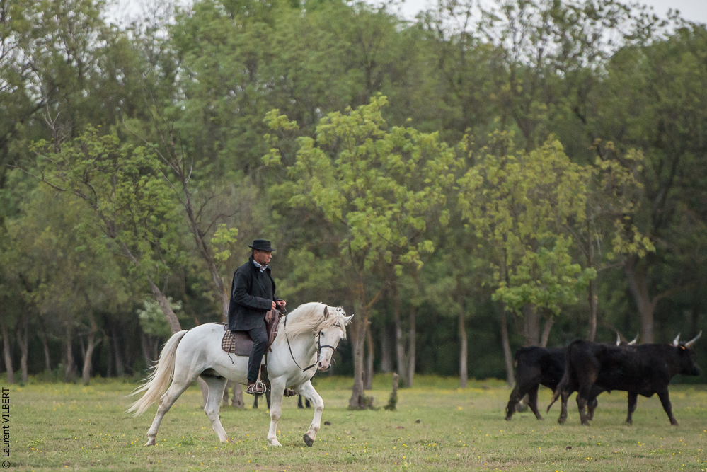 Vinuesa 20150416-0182