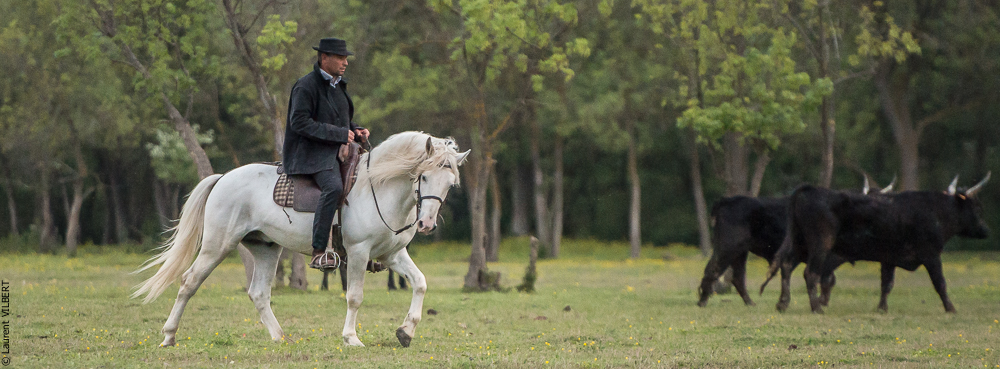 Vinuesa 20150416-0182