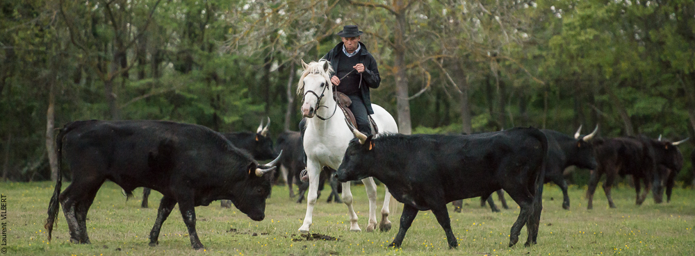 Vinuesa 20150416-0264