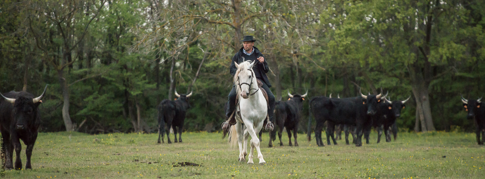 Vinuesa 20150416-0275