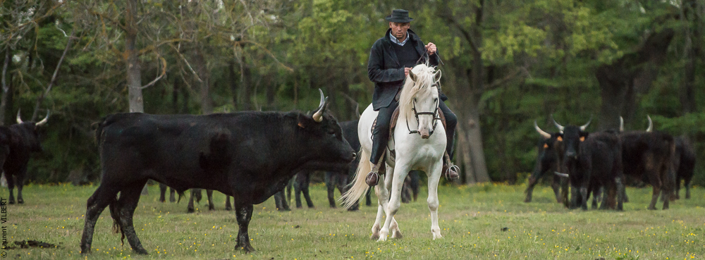 Vinuesa 20150416-0286