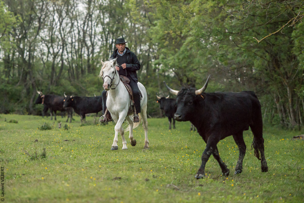 Vinuesa 20150416-0301