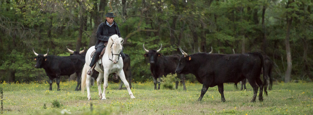 Vinuesa 20150416-0328