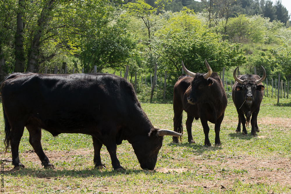 Vinuesa 20150417-0907