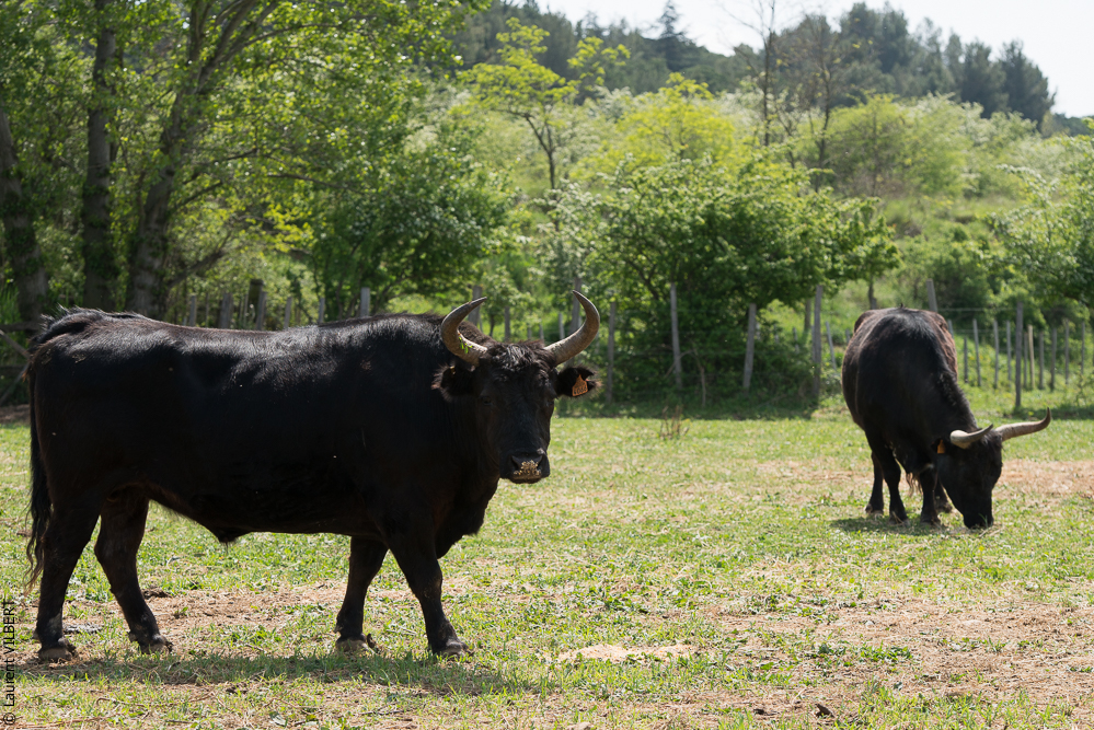 Vinuesa 20150417-0932