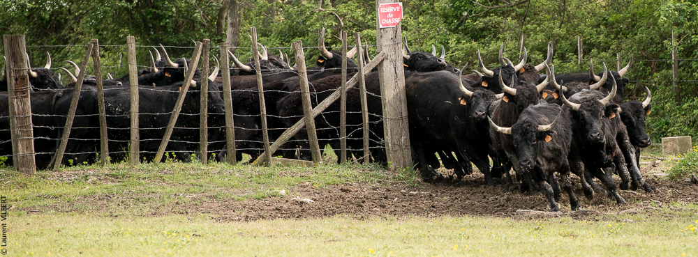 Vinuesa 20150417-1210