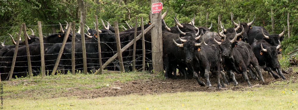 Vinuesa 20150417-1211