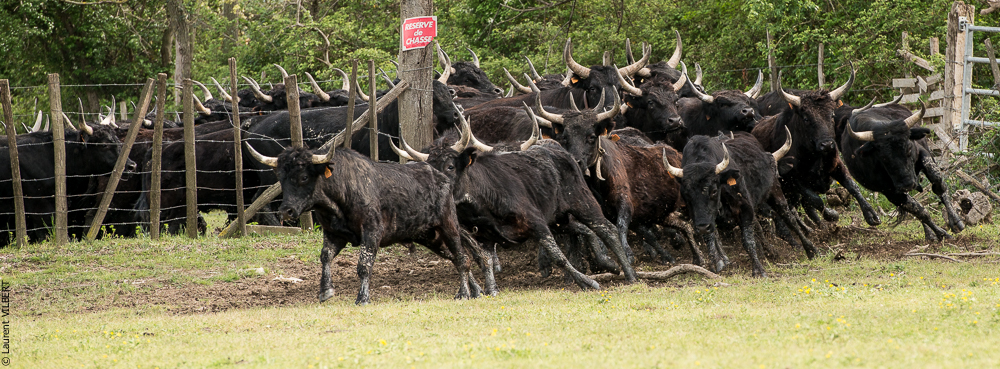 Vinuesa 20150417-1213