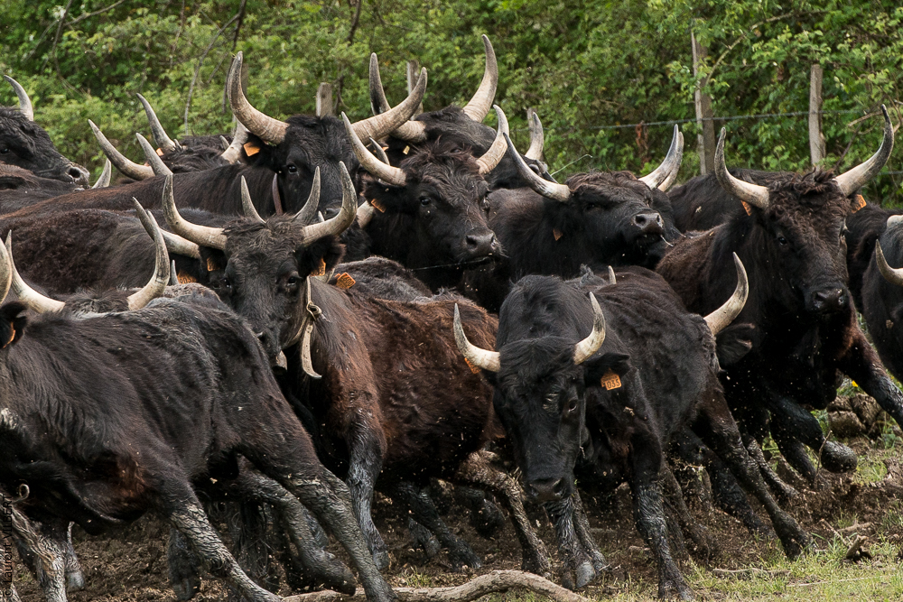 Vinuesa 20150417-1213