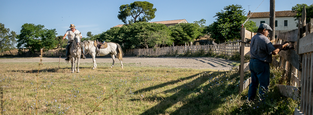 manade Chauvet 20150726-0028