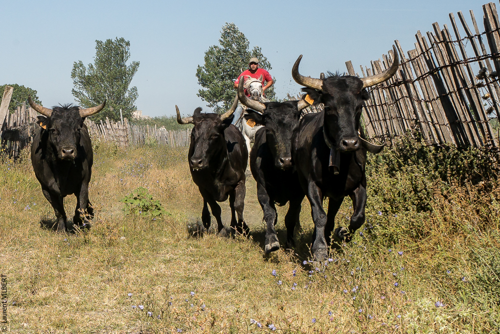 manade Chauvet 20150726-0072