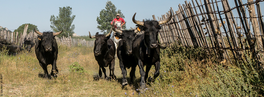 manade Chauvet 20150726-0072