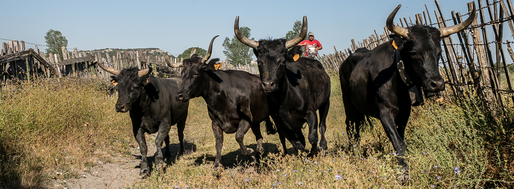 manade Chauvet 20150726-0074