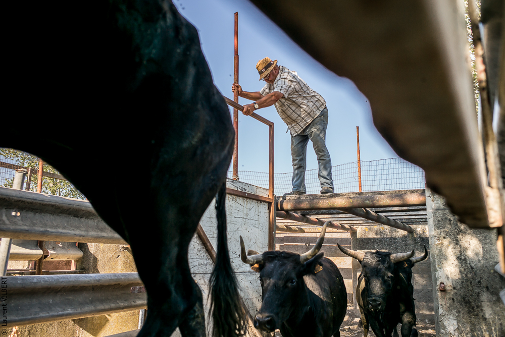 manade Chauvet 20150726-0081