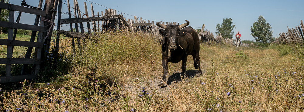 manade Chauvet 20150726-0098