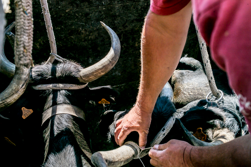 manade Chauvet 20150726-0206