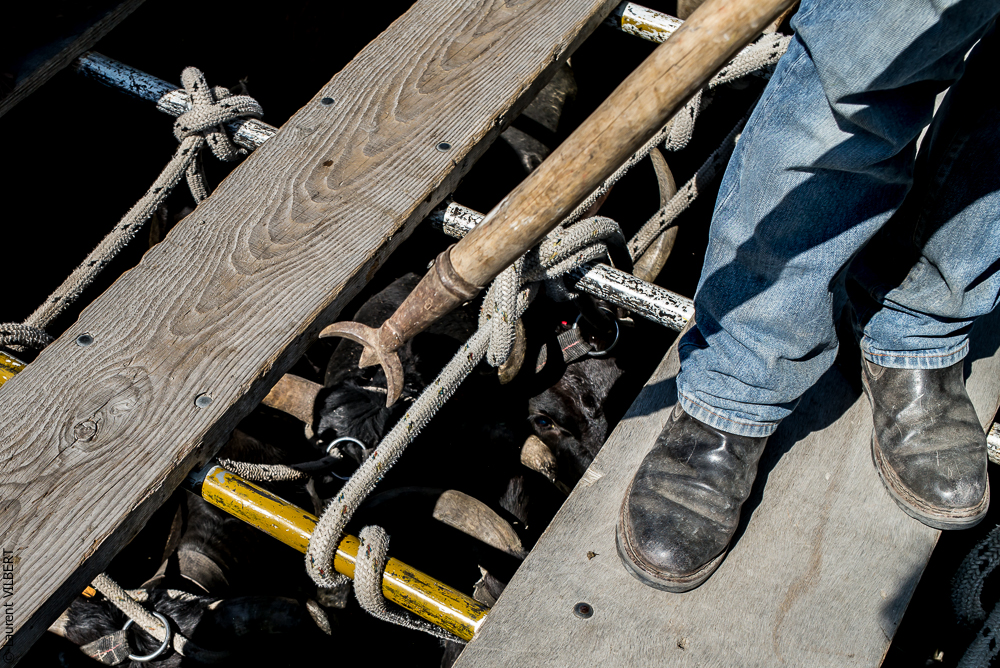 manade Chauvet 20150726-0286