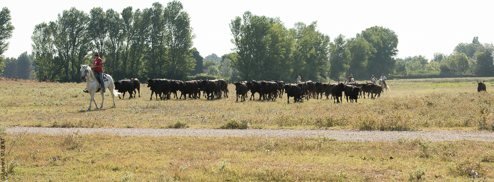 manade Chauvet 20160726-0372