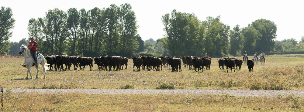 manade Chauvet 20160726-0374