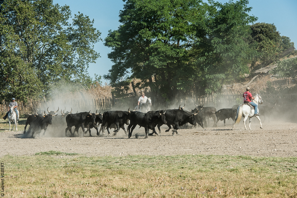 manade Chauvet 20160726-0497