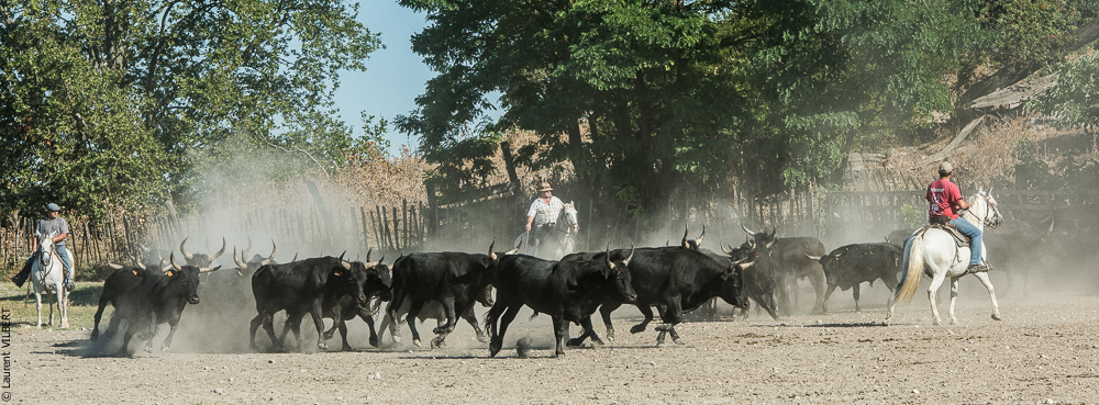 manade Chauvet 20160726-0497