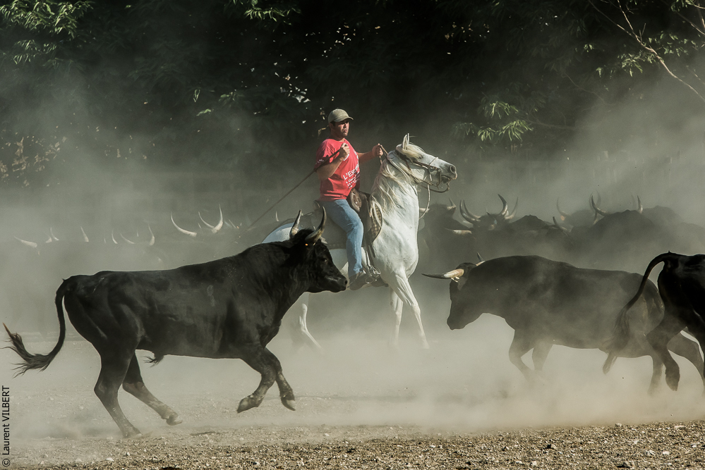 manade Chauvet 20160726-0507