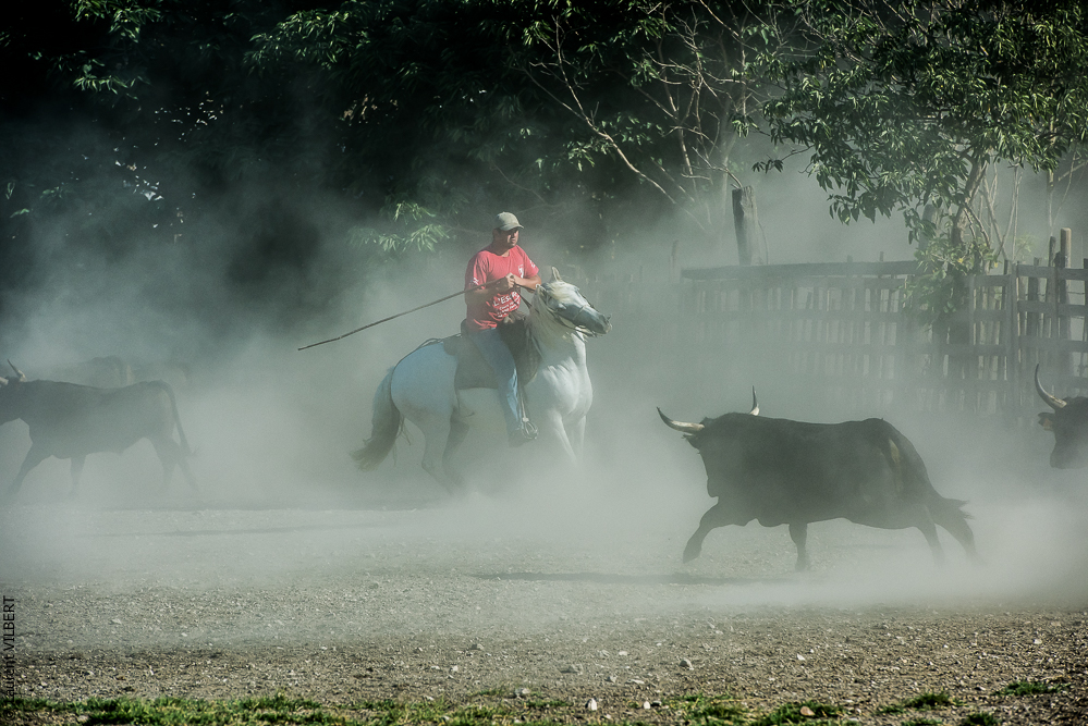 manade Chauvet 20160726-0511