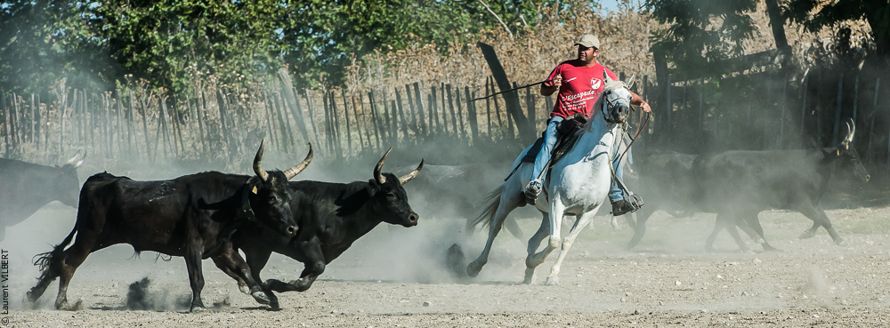 manade Chauvet 20160726-0532