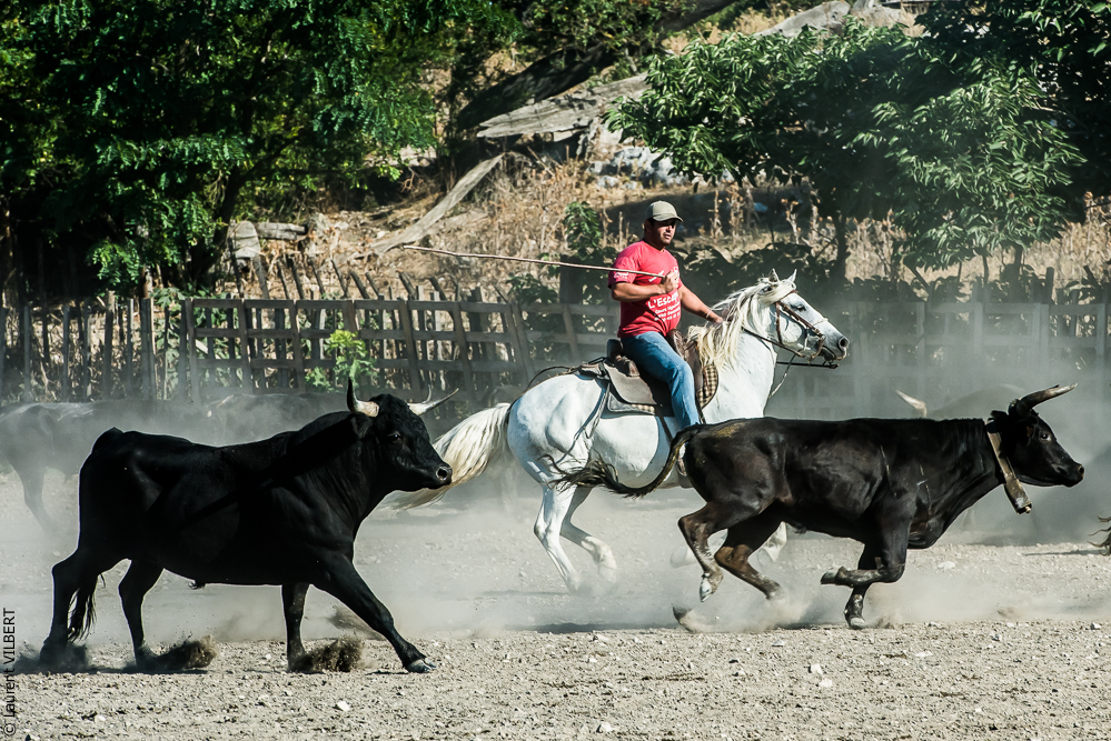 manade Chauvet 20160726-0538