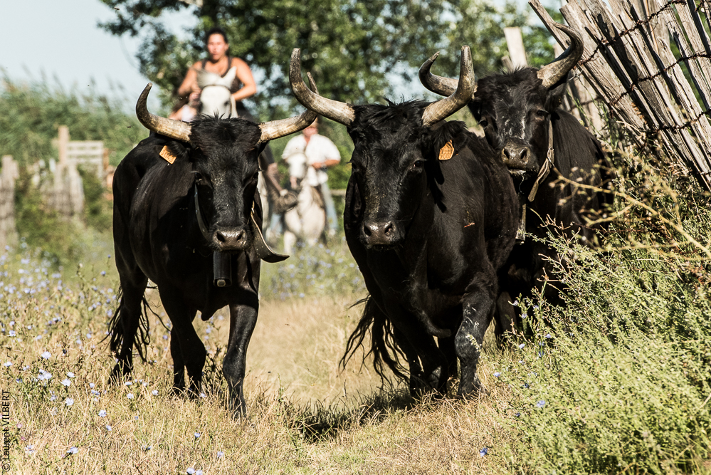 manade Chauvet 20160726-0589