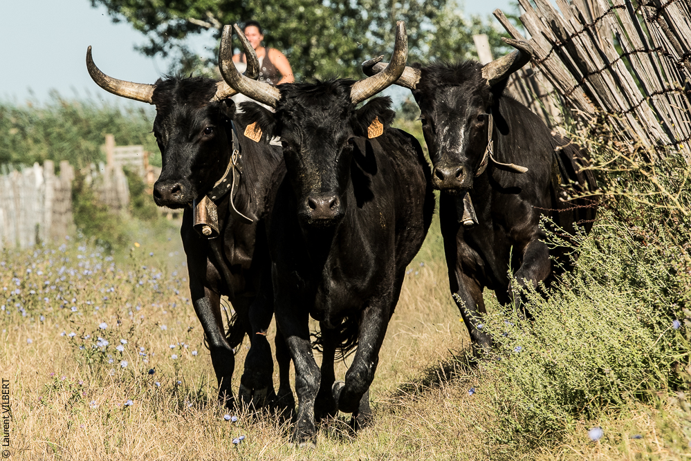 manade Chauvet 20160726-0592