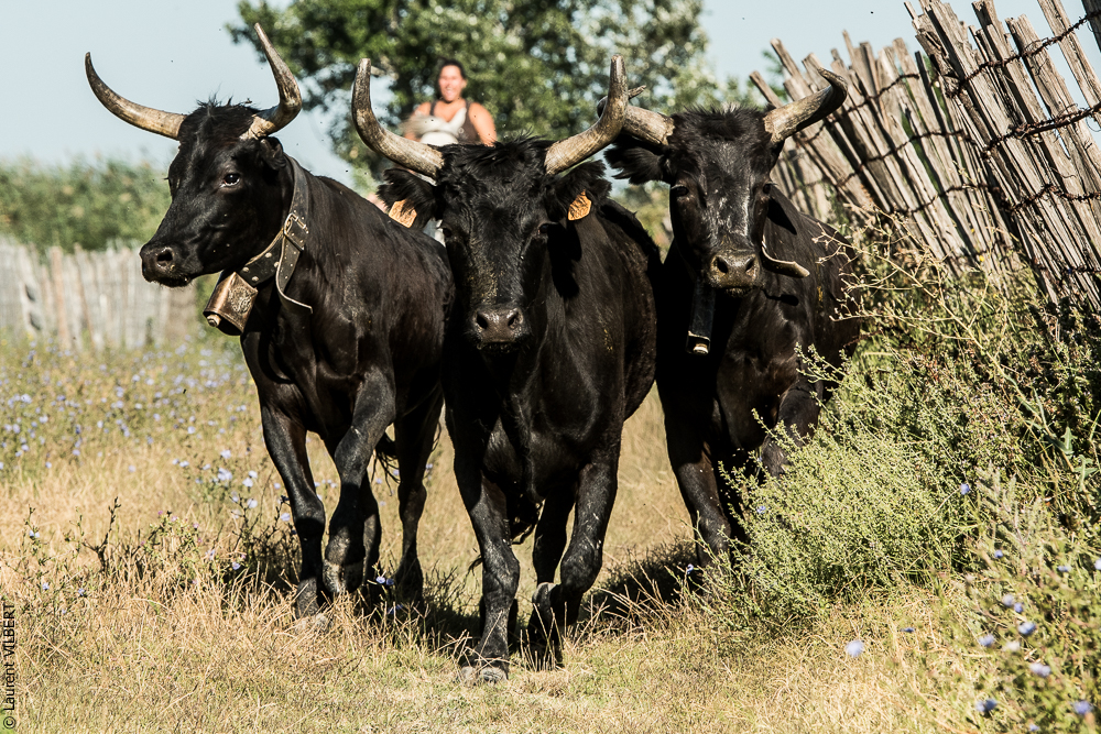manade Chauvet 20160726-0594
