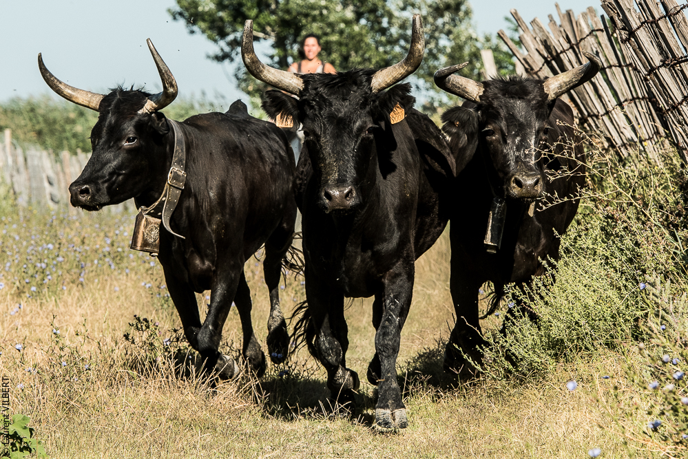 manade Chauvet 20160726-0595