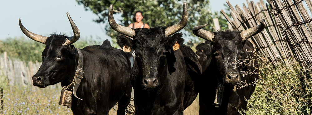 manade Chauvet 20160726-0595