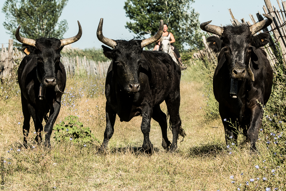 manade Chauvet 20160726-0598