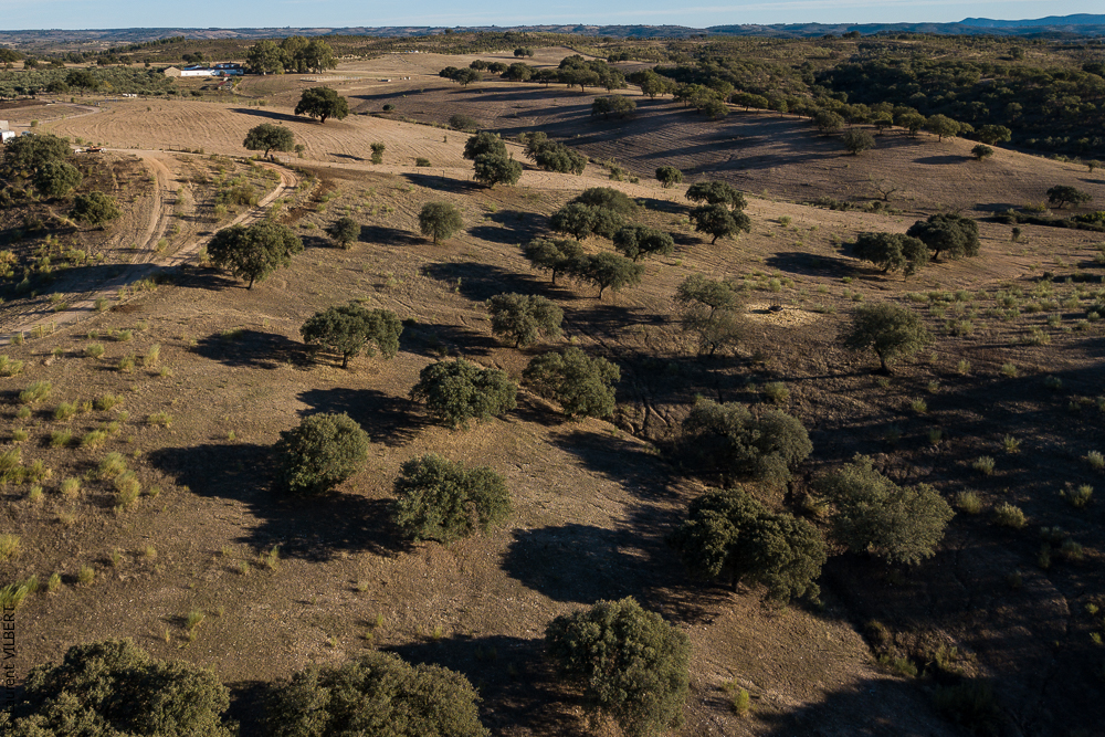 Antonio 20171108-081