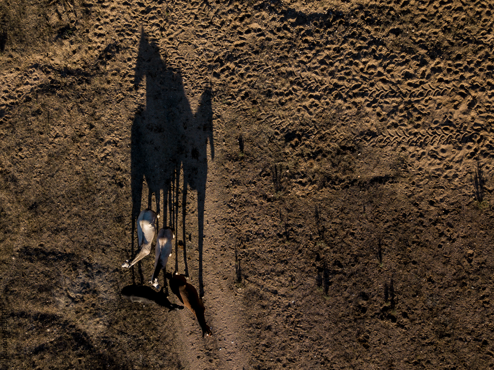 Antonio 20171108-096