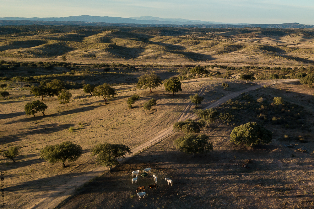 Antonio 20171108-111