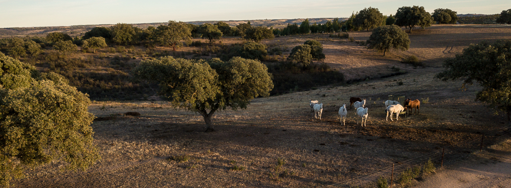 Antonio 20171108-123