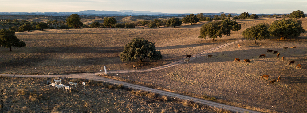 Antonio 20171108-134