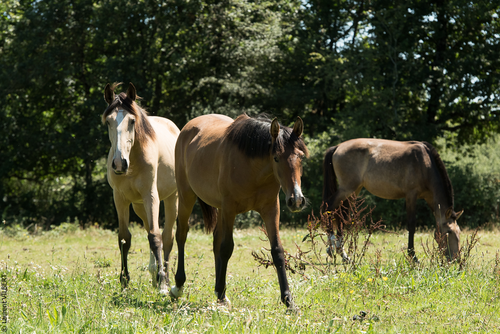 Elevage du Parc 20200711-0045