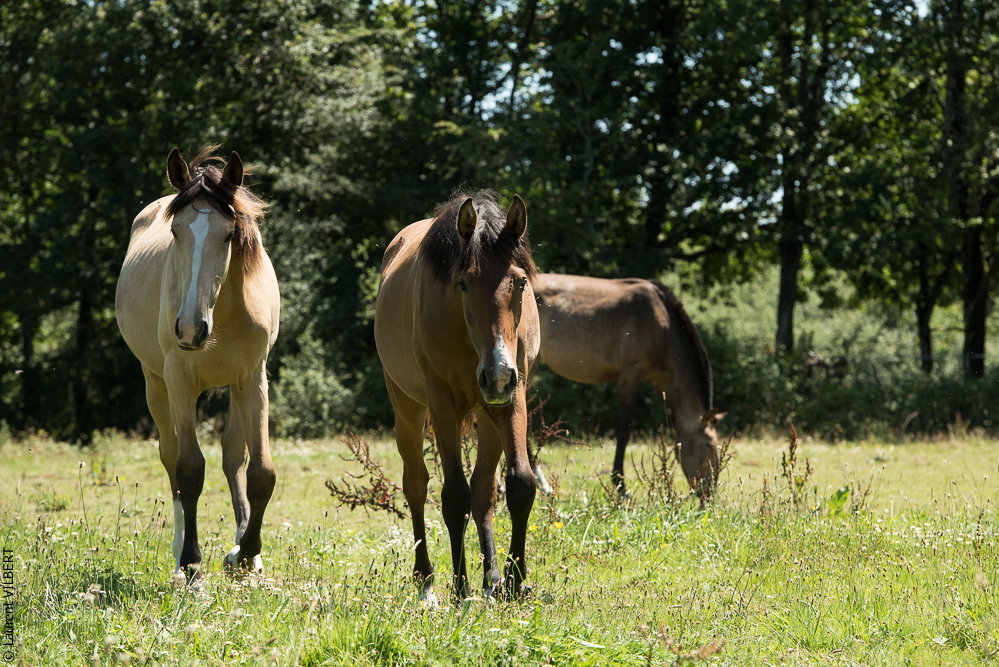 Elevage du Parc 20200711-0049