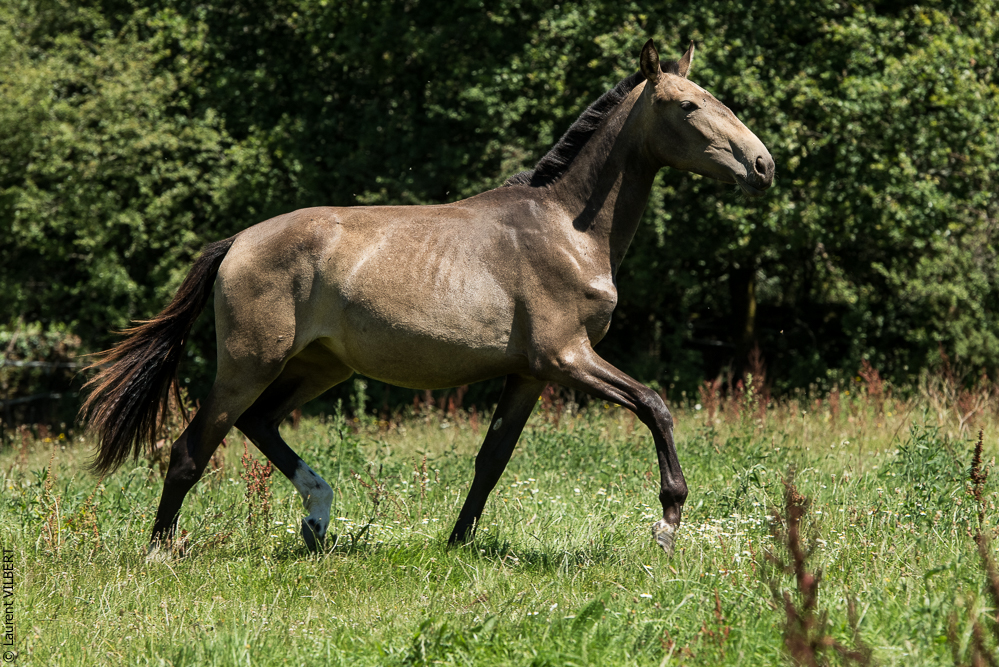 Elevage du Parc 20200711-0114