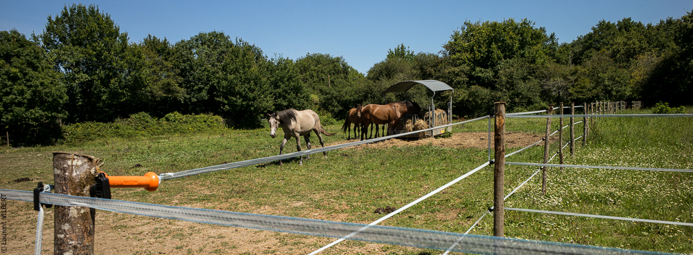Elevage du Parc 20200711-0128