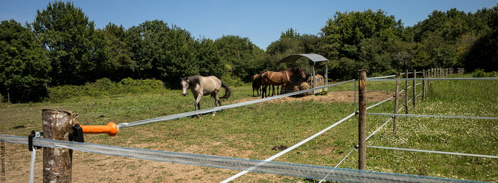 Elevage du Parc 20200711-0129