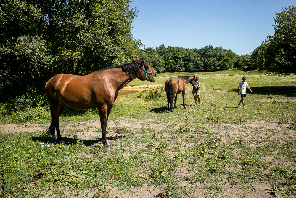 Elevage du Parc 20200711-0170
