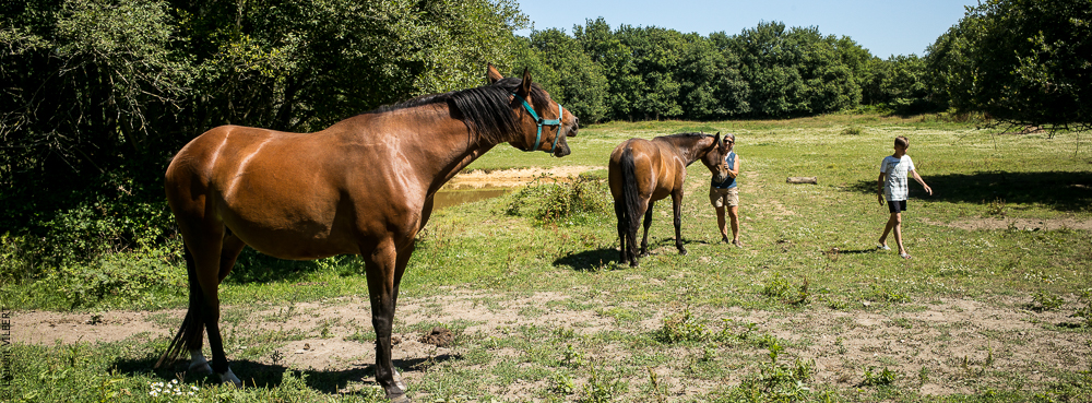Elevage du Parc 20200711-0170