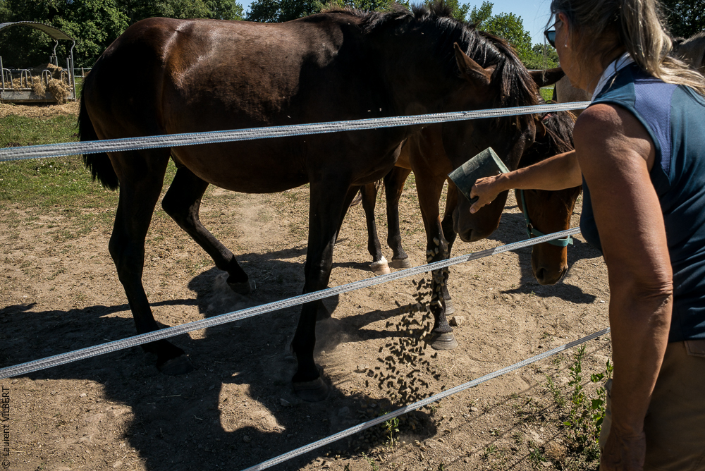 Elevage du Parc 20200711-0200